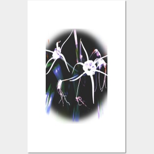 Spider Lilies Posters and Art